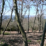 O Bosque Paço Da Torre
