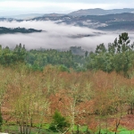 O Bosque Paço Da Torre