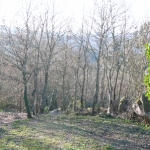 O Bosque Paço Da Torre