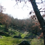 O Bosque Paço Da Torre