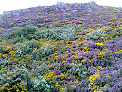 Natureza Local
