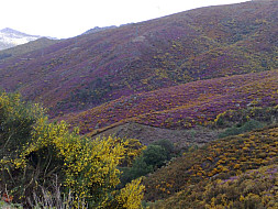 Natureza Local