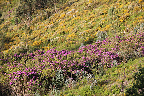 Natureza Local
